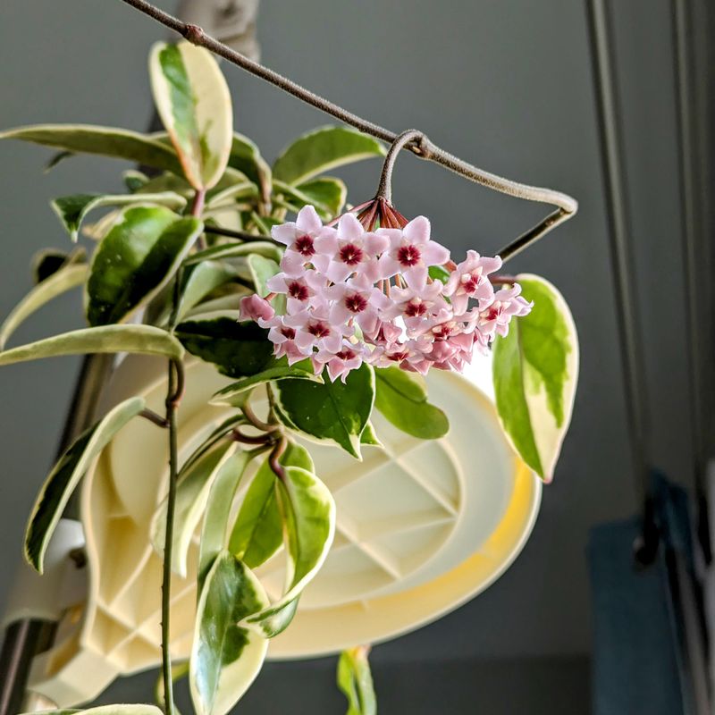 Feeding Lightly Supports Healthy Flower Growth