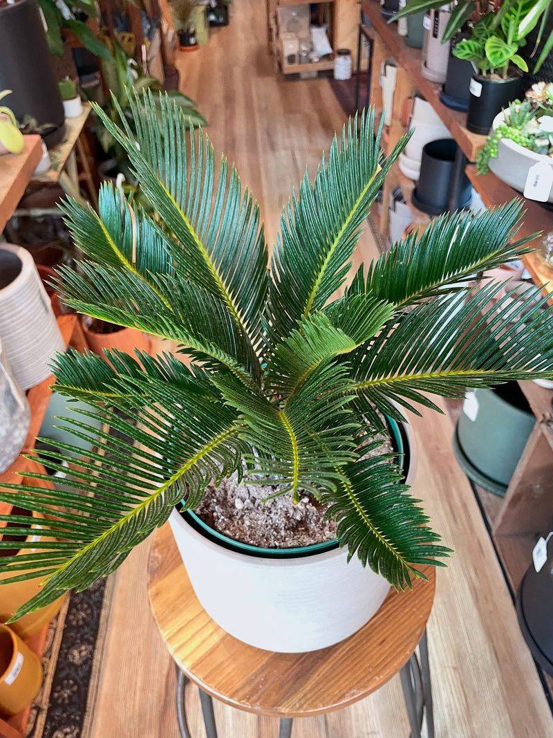 Never Plant In Low Or Wet Areas