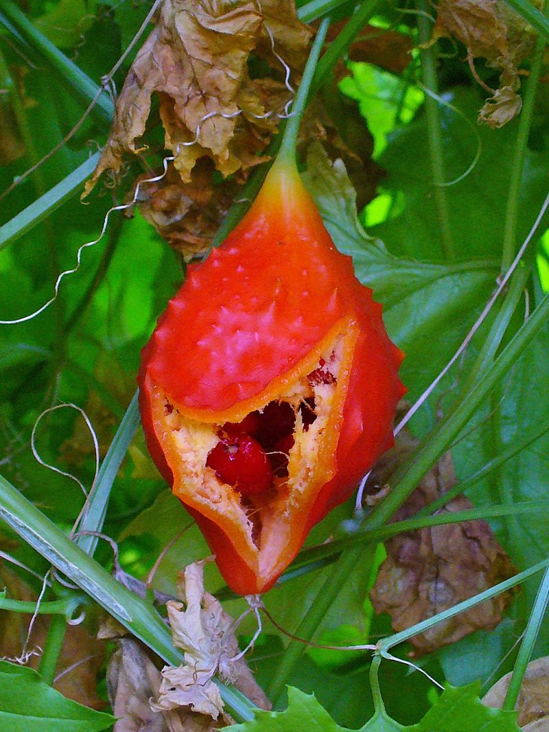 Spot Balsam Apple Climbing With Bright Orange Fruit