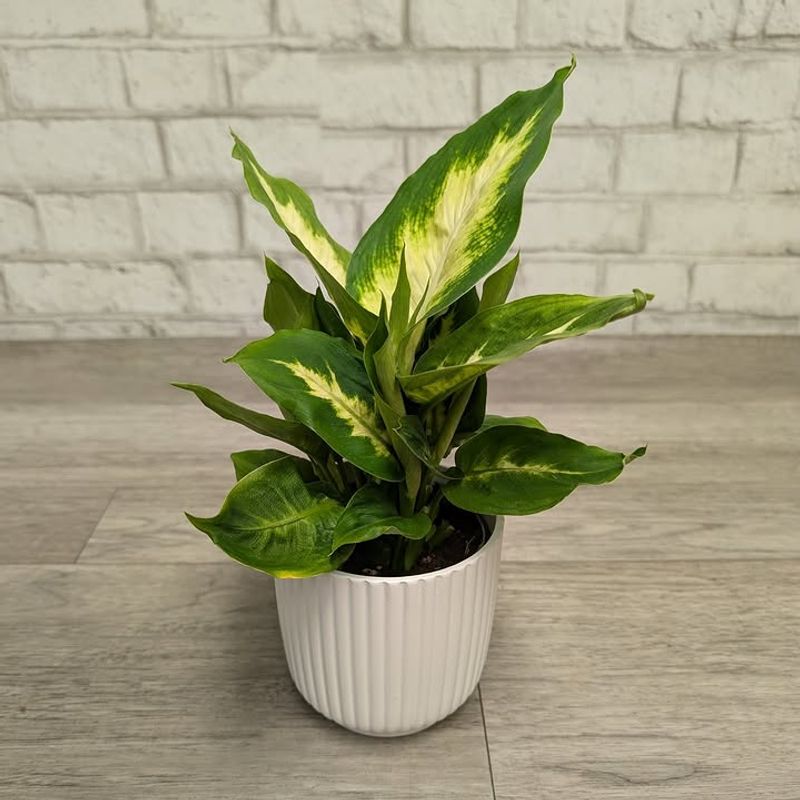 Keep Away From Pets And Children