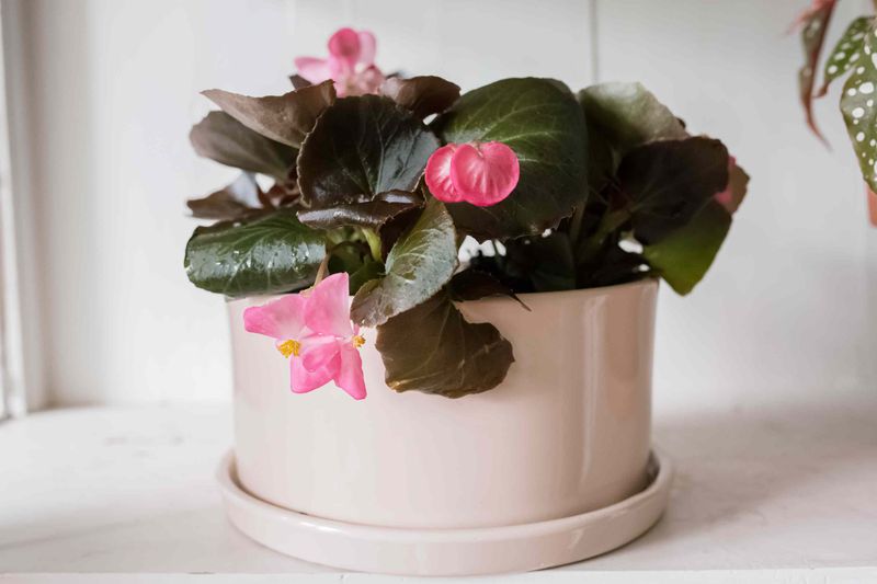 Grow Wax Begonias In Containers For Flexible Placement