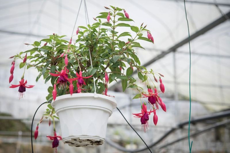 Overwinter Container Plants Indoors Overwinter Container Plants Indoors