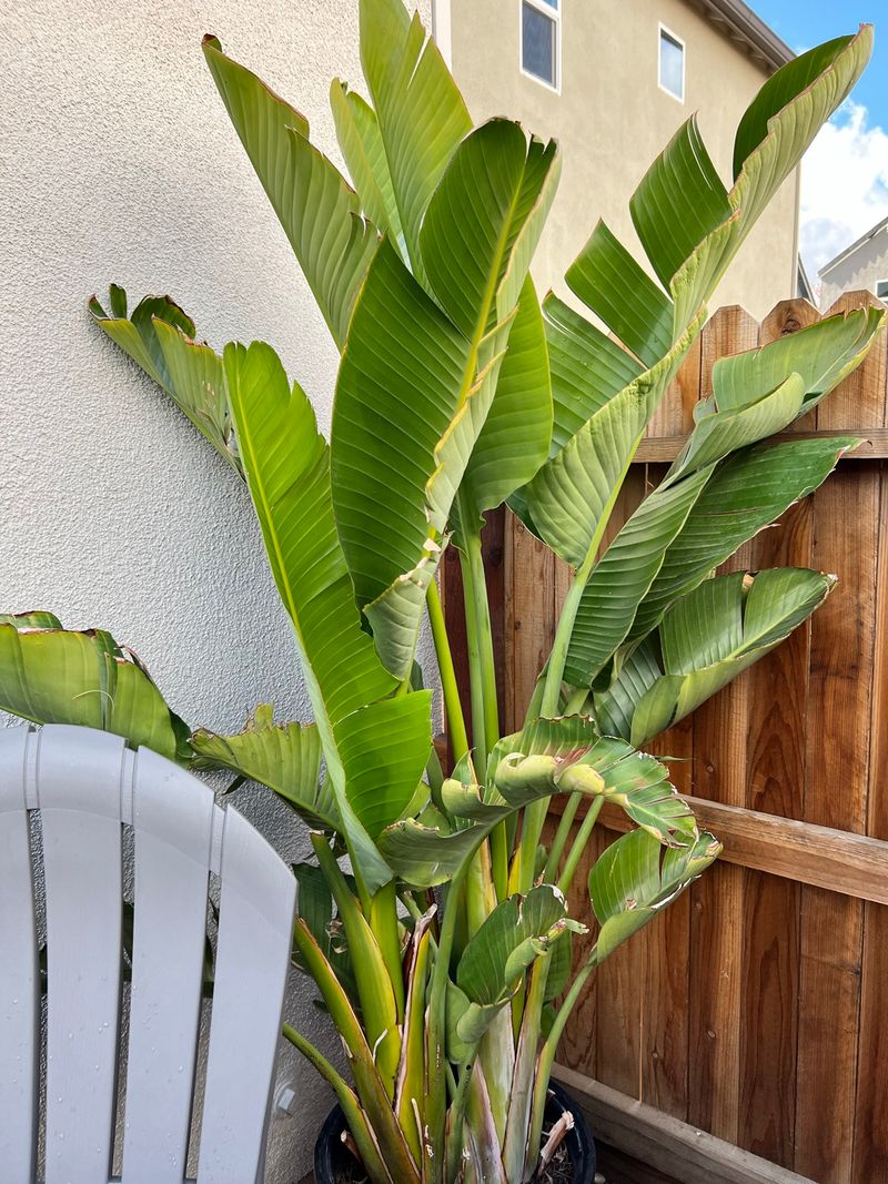 Adjust Care For Florida Weather