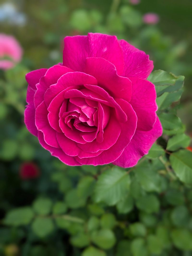 Cut Blooms The Right Way