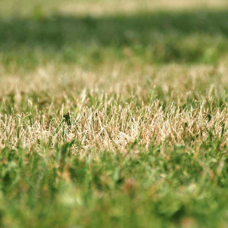 Leave Grass Clippings To Help Hold Moisture
