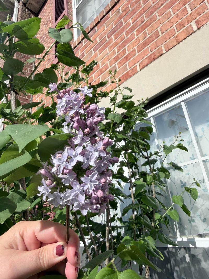 Remove Spent Blooms After Flowering
