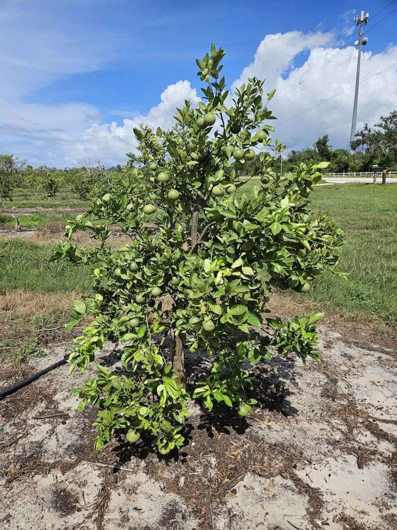 Do Not Ignore Soil Health And Drainage