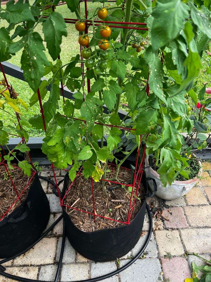 Support Plants Early With Stakes Or Cages