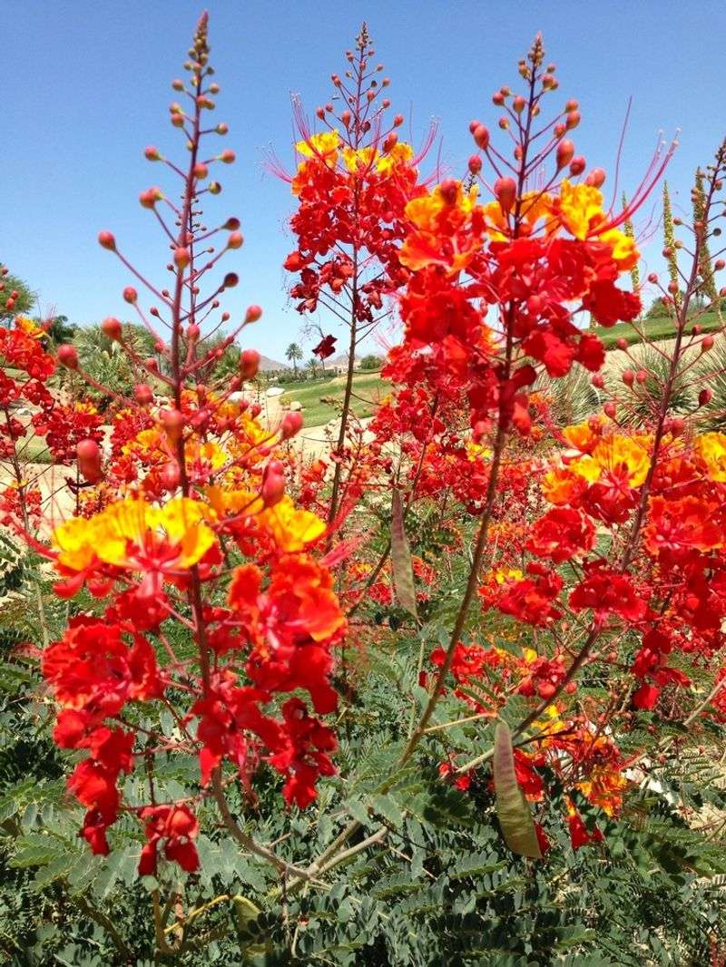 Protect Young Plants From Strong Desert Wind