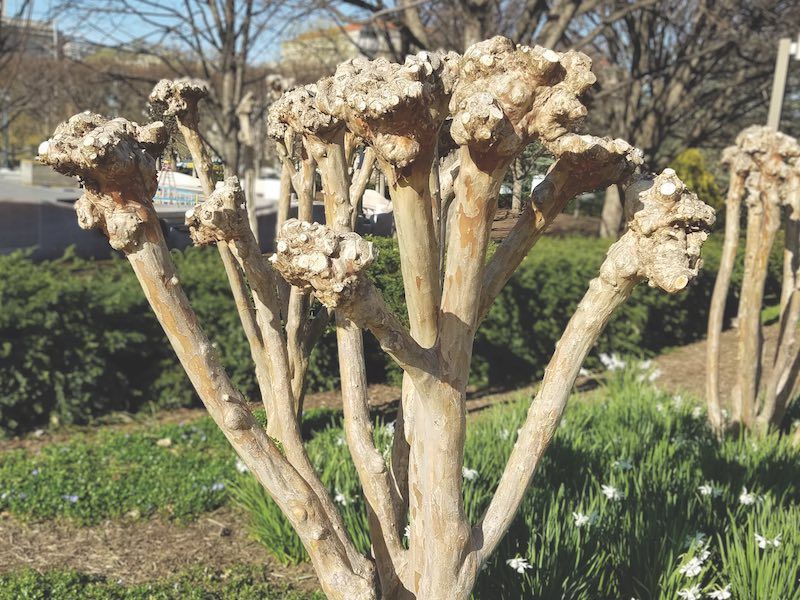 Avoid Heavy Topping That Triggers Leafy Growth