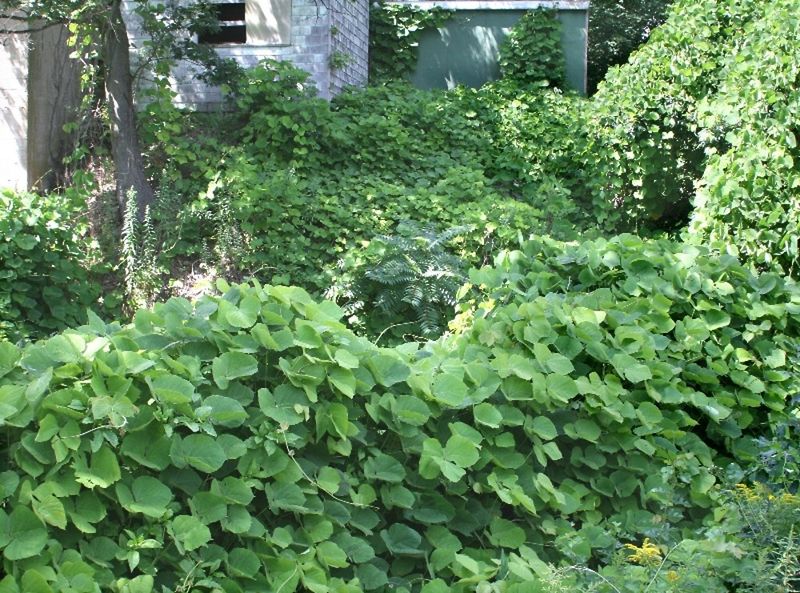 Recognize Kudzu By Its Rapid Blanket Like Growth