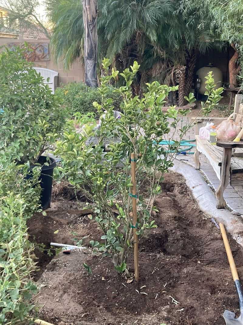 Feed Trees At The Right Time