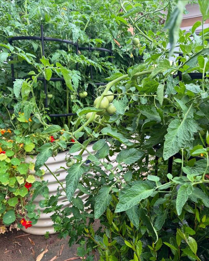 Harvest Often To Keep Plants Producing