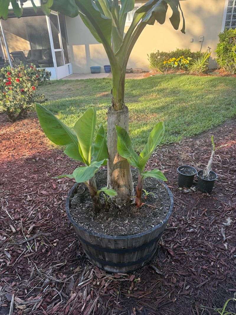 Thin Out Extra Shoots To Focus Energy