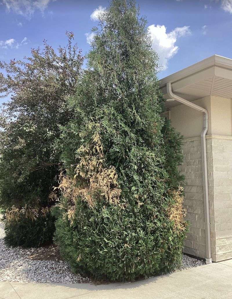 Protect Exposed Plants From Spring Wind