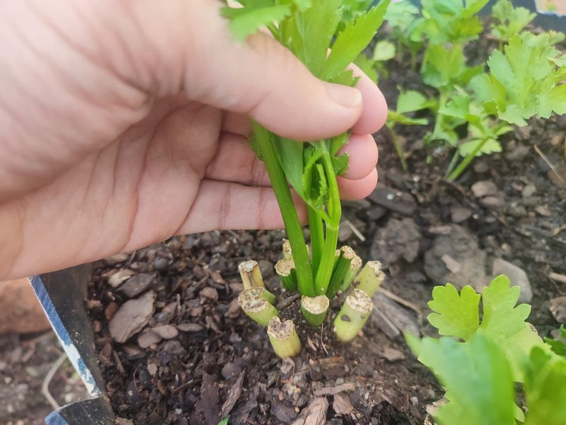 Move It To Soil Once Roots Begin To Show