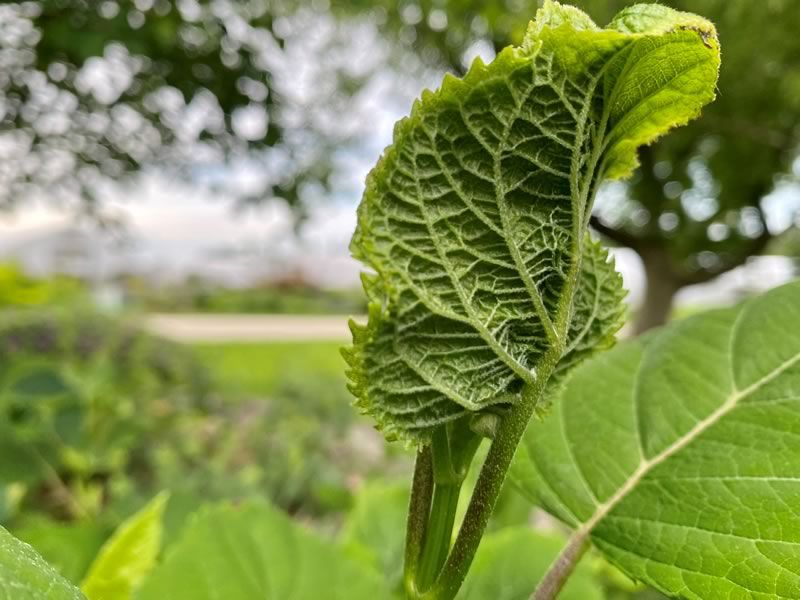 Catch The Tied Leaves Early