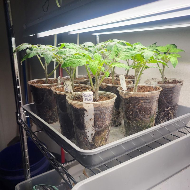 Bring Them In If Frost Threatens