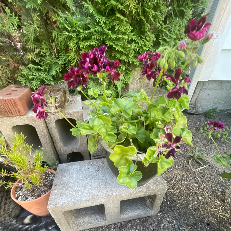 Skip The Heavy Hand That Burns Roots And Blooms