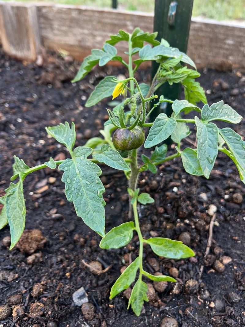 Leave Determinate Tomatoes Mostly Alone After Fruit Sets
