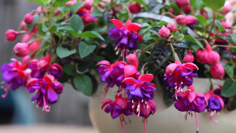 Fertilize Regularly For Bloom Production Fertilize Regularly For Bloom Production