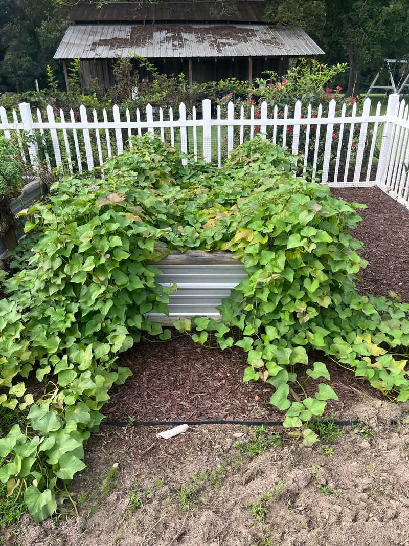 Skip The High-Nitrogen Fertilizer