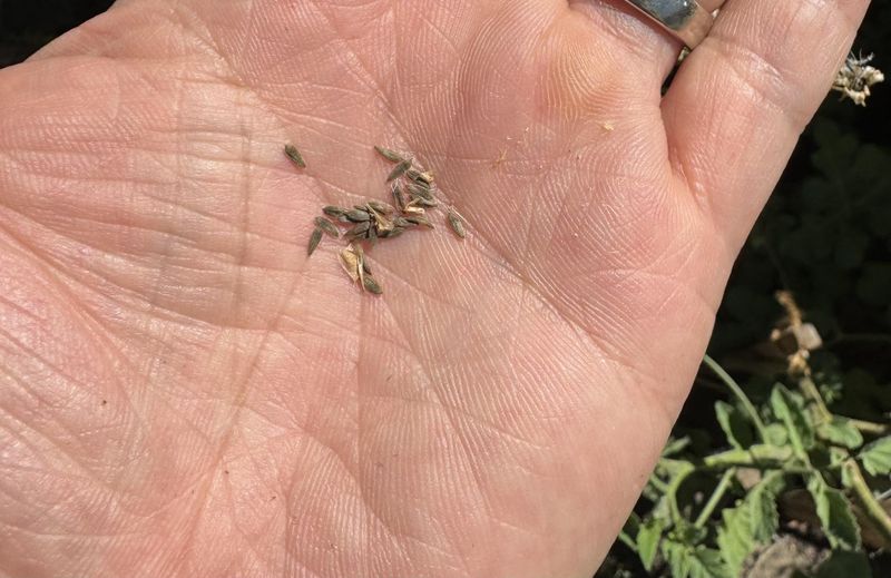 Let A Few Plants Flower To Collect Seeds For Fall