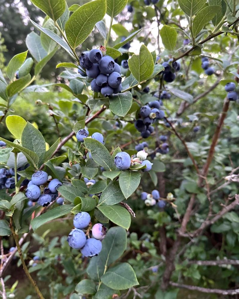 Mulch To Keep Roots Cool And Hold Moisture