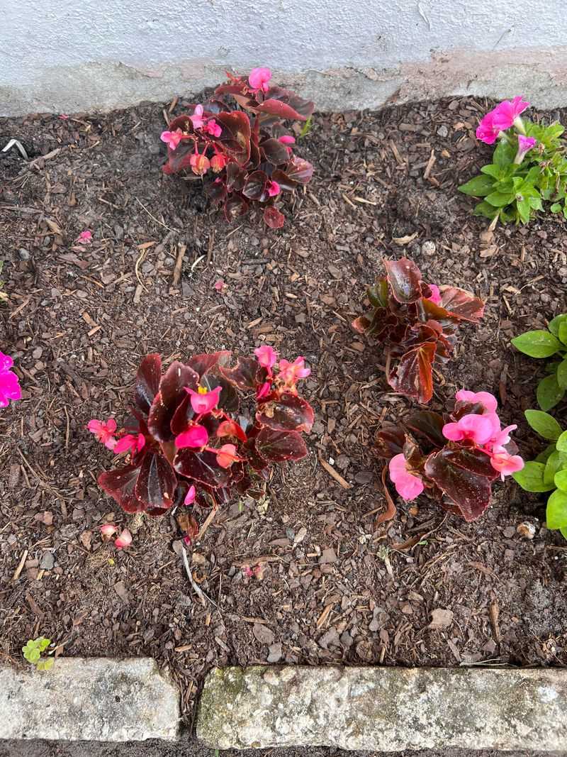 Space Plants Properly For Better Airflow