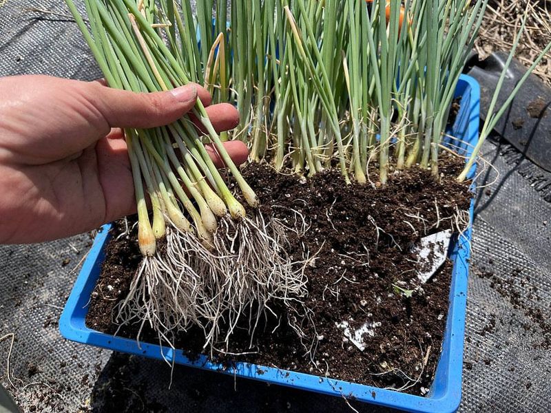 Fertilize Lightly During Active Growth