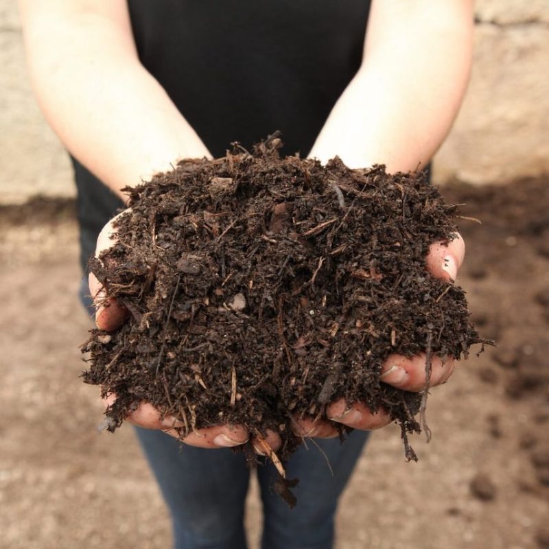 Mulch To Protect Shallow Roots