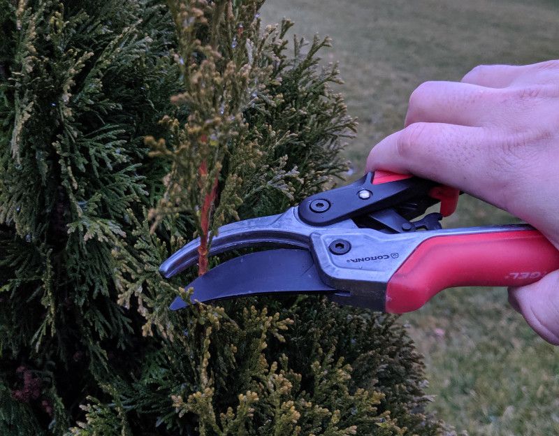 Do Not Cut Back Into Bare Brown Wood