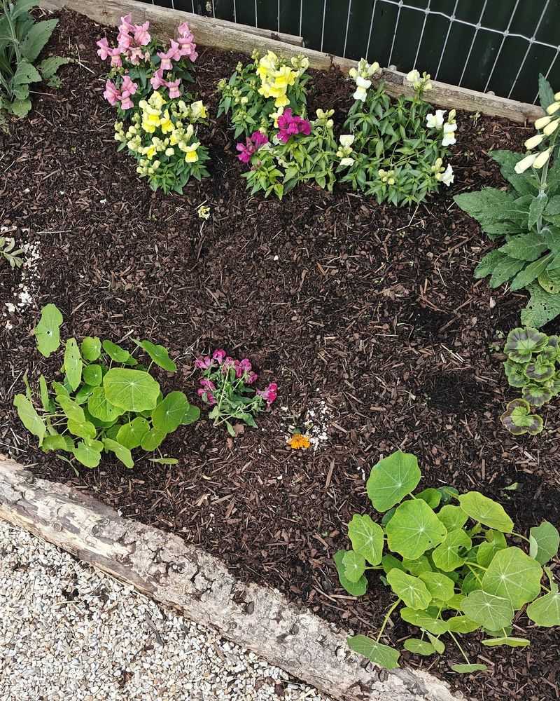Add Mulch To Retain Moisture And Reduce Stress