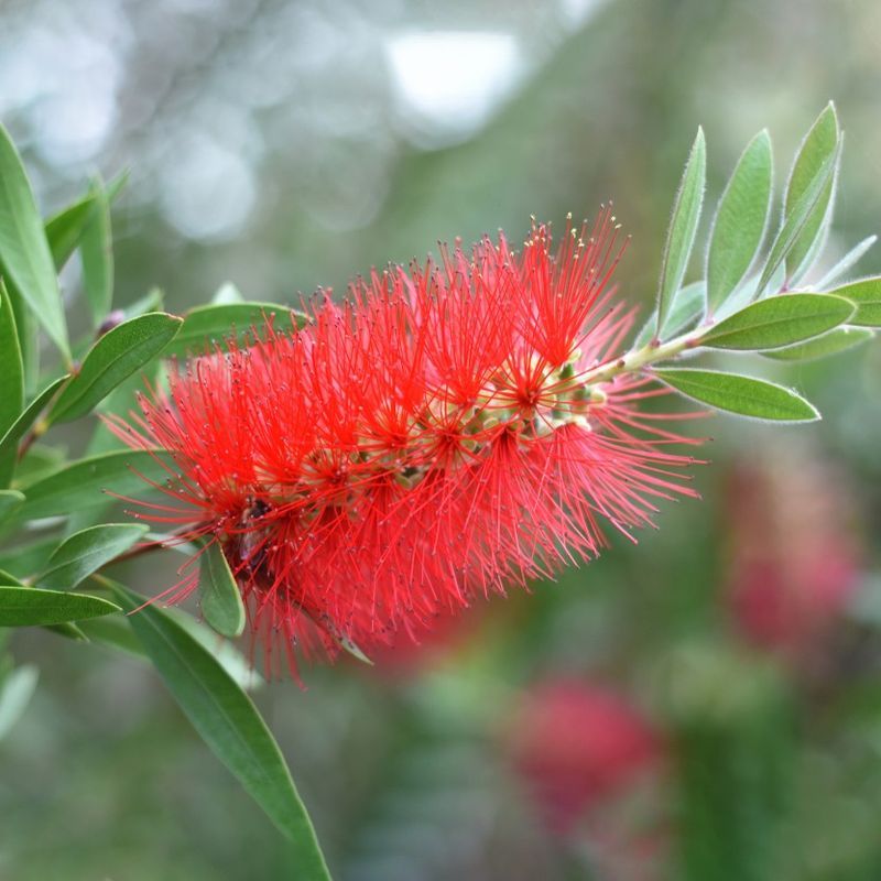 Feed For Reblooming