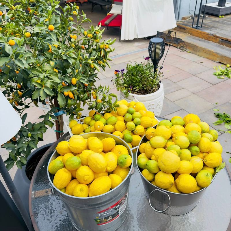 Feed Regularly With Citrus Fertilizer During Active Growth