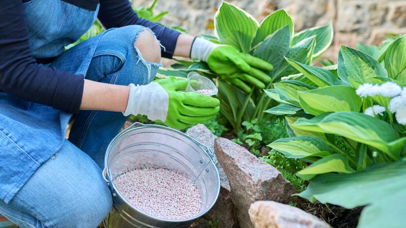 Fertilize In Early Spring