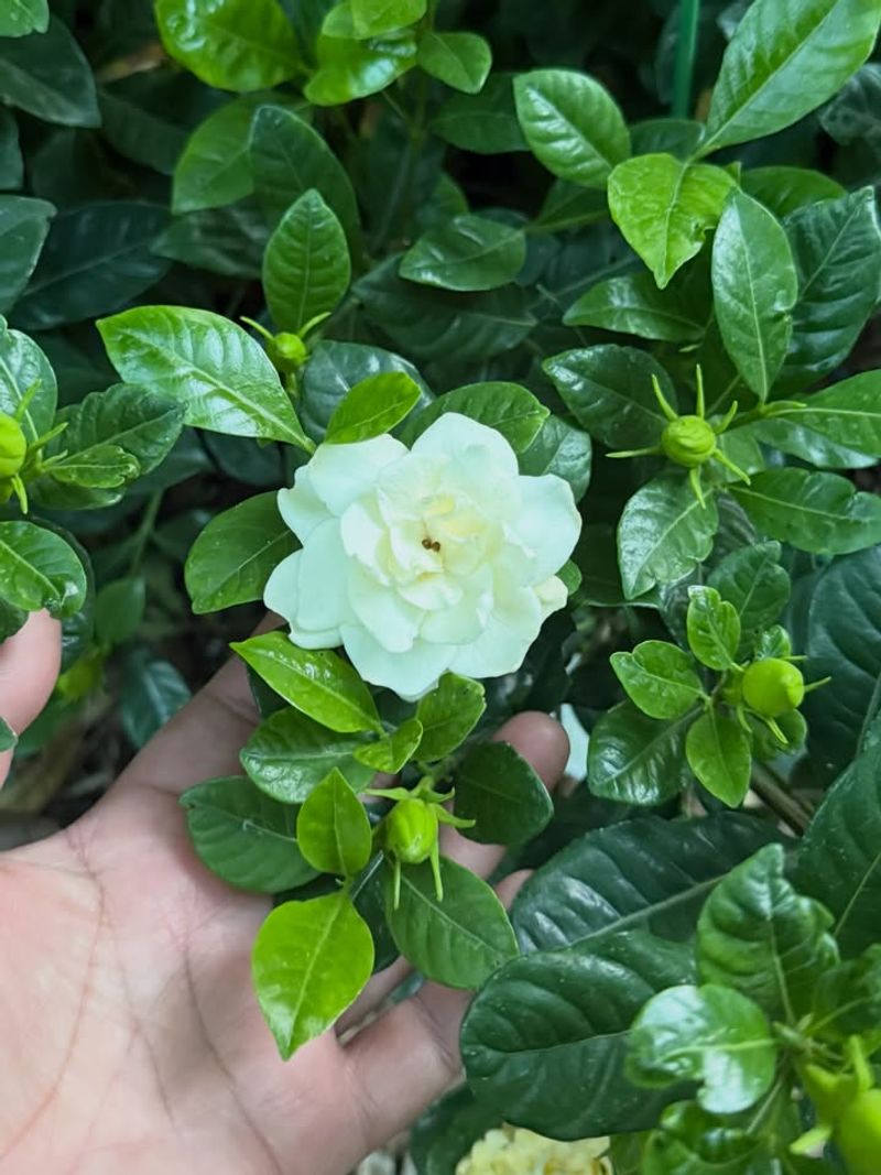 Use Acidic Fertilizer To Support Healthy Growth And Buds