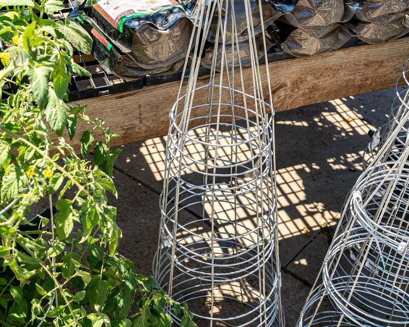 Support Plants Early With Stakes Or Cages