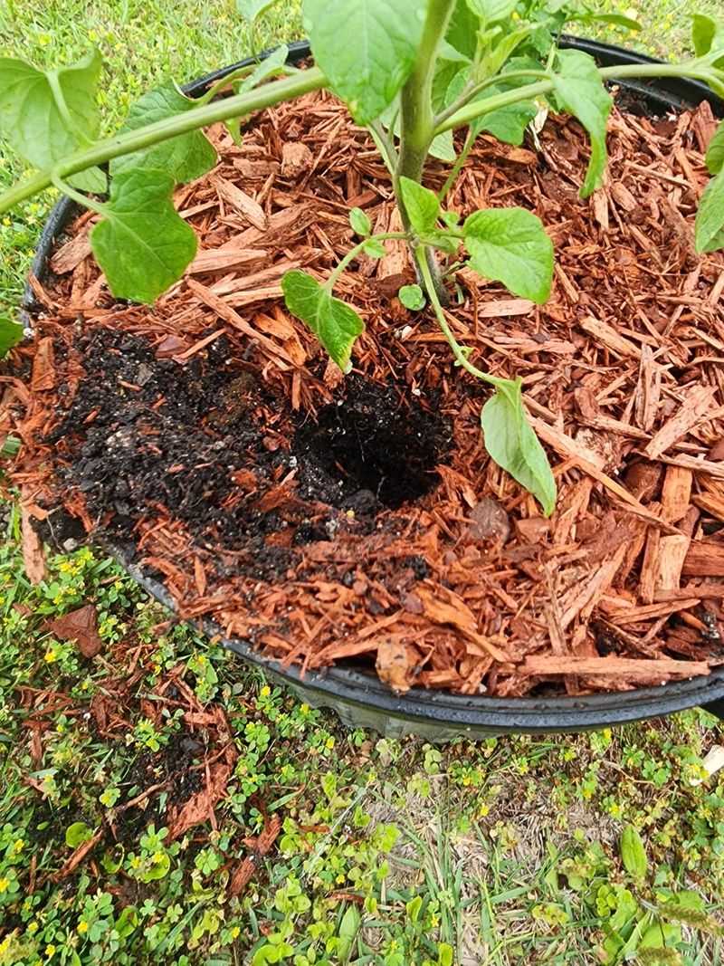 Mulch To Hold Moisture