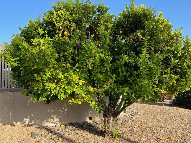 Apply Chelated Iron If Deficiency Appears