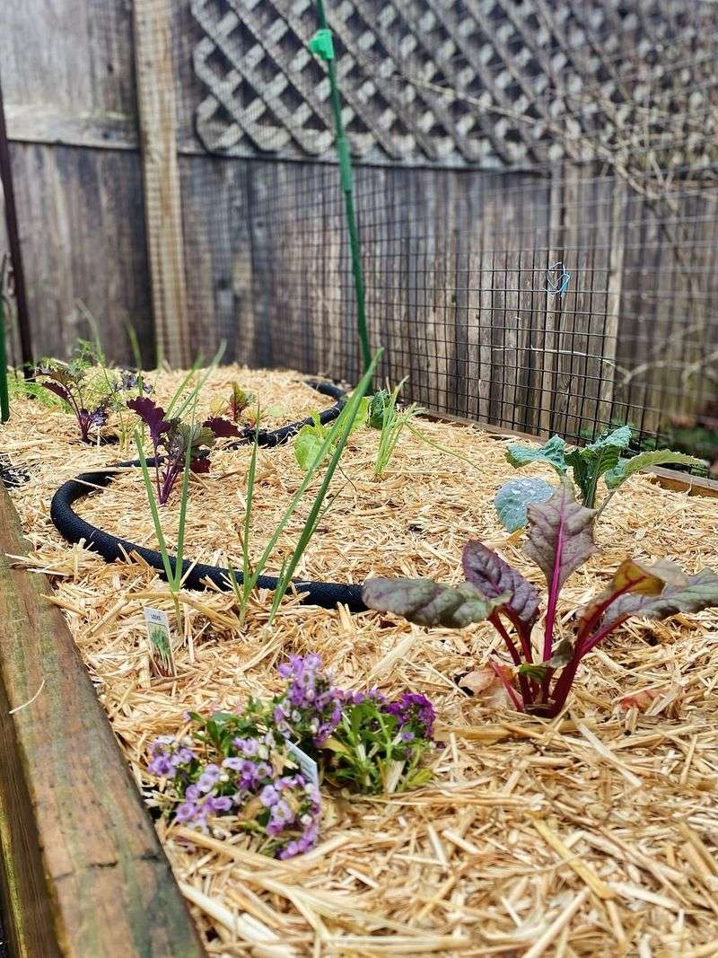 Add Mulch To Lock In Moisture And Protect Soil
