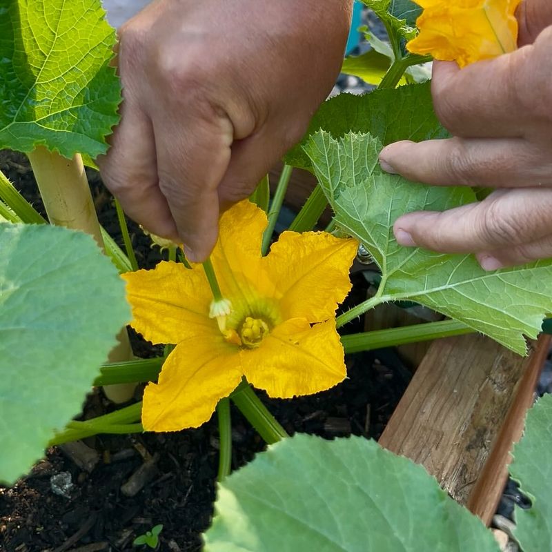 Support Pollination To Ensure Healthy Fruit Set