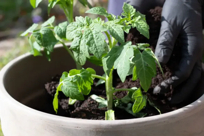Feed Container Tomatoes On A Steady Schedule