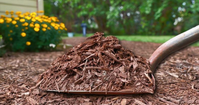 Mulch To Maintain Even Soil Moisture