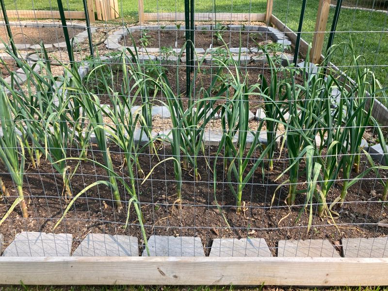 Give Full Sun For Strong Growth And Bulb Formation