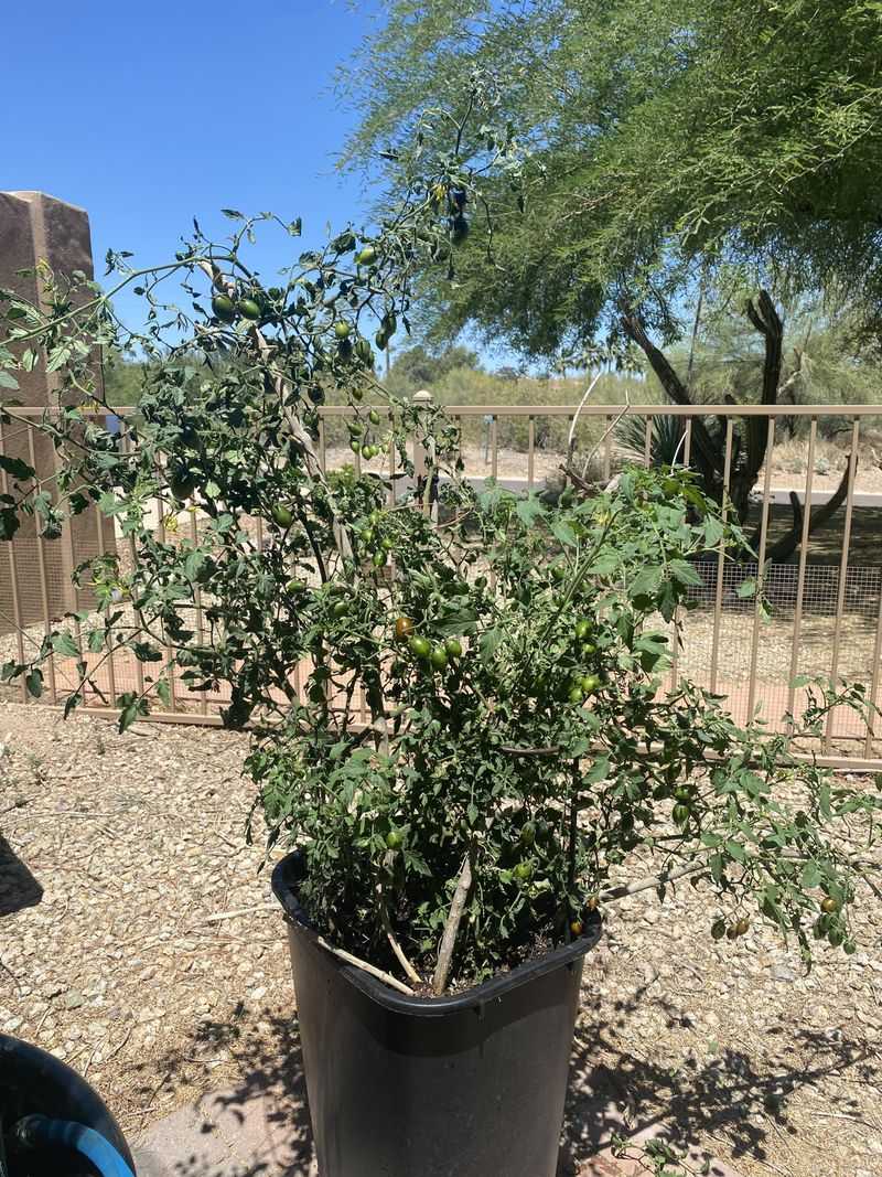 Provide Afternoon Shade For Plants Sensitive To Intense Sun