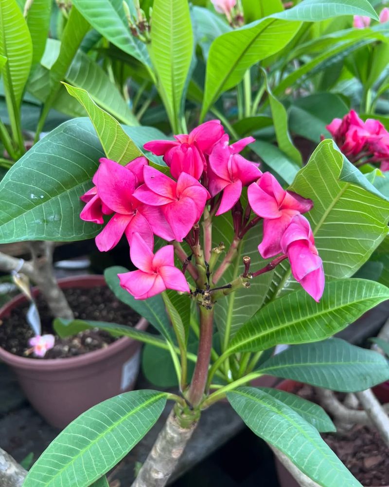 Protect Roots From Extreme Heat In Summer