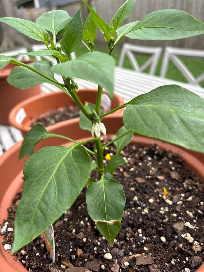 Gently Shake Flowers To Improve Pollination
