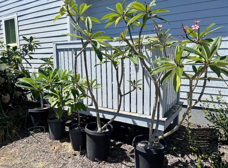 Feed Lightly As New Growth Speeds Up