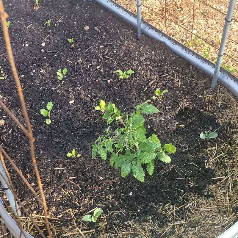 Mulch Around Plants To Hold Moisture And Reduce Stress